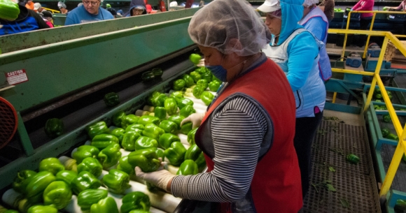 Foodworkers on the line at a packaging facility