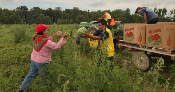 Farmworkers harvesting watermelon