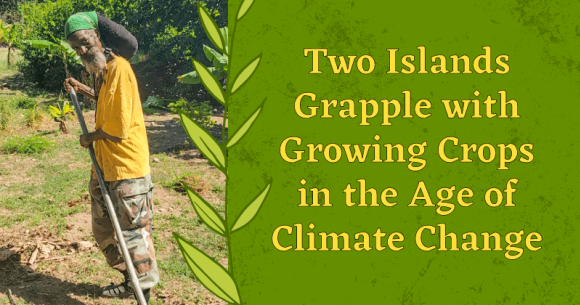 Two Very Different Islands Grapple with Growing Crops in the Age of Climate Change