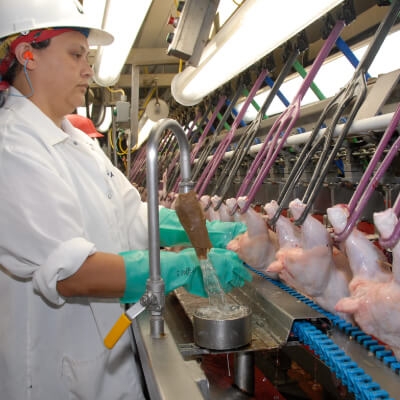 El trauma de la gripe aviar: lo que necesitan los trabajadores