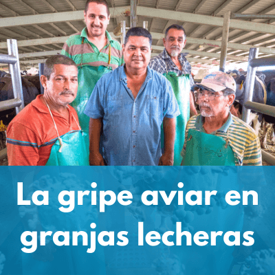 Avian Flu on Dairy Farms: What Clinicians and Dairy Worker Patients Need to Know