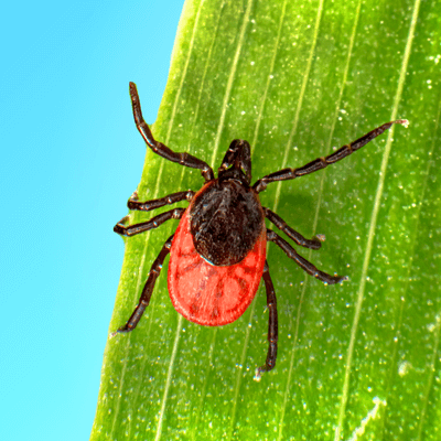 Tick Time! A Basic Primer on Ticks for Clinicians Serving Outdoor Workers