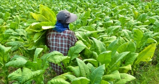 worker in tobacco field