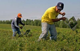 PHOTO: Farmworkers working in blueberries.