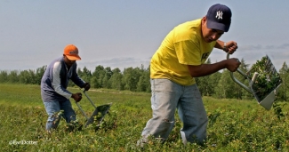 Farmworker harvesting blueberries