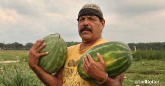 Watermelon Farmer