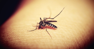 mosquito-season-zika-dengue-chikungunya