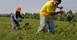 Workers harvest  blueberries