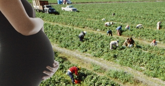 Pregnant woman stands in front of agricultural field
