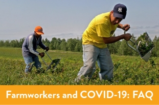 Farmworkers harvesting blueberries