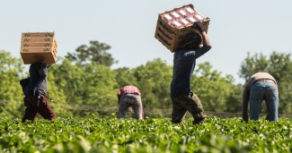 Farmworker harvest strawberries