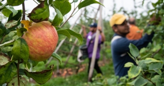 Workers harvesting apples