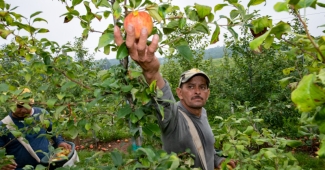 Farmworkers harvest in orchard