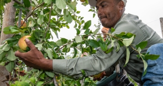 An agricultural worker harvesting apples