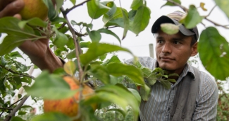 a farmworker harvesting apples