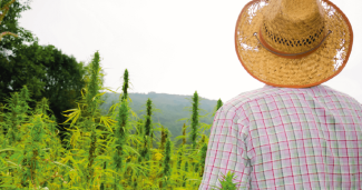 The Myriad Health & Safety Risks for Cannabis Workers
