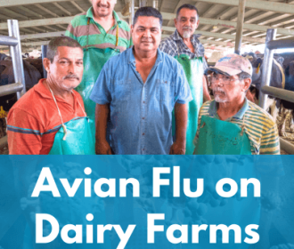 Avian Flu
