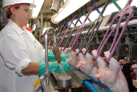 A worker processes poultry